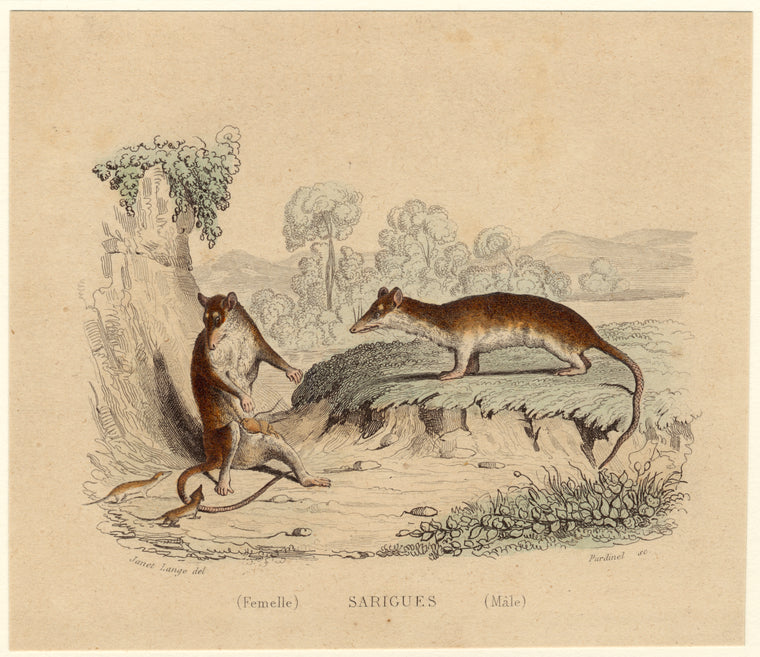Sarigues