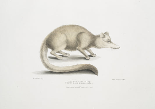 Brown long nosed Civet, Viverra? fusca.