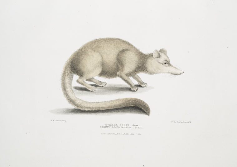Brown long nosed Civet, Viverra? fusca.