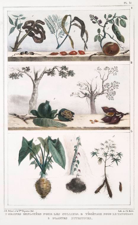 1. Graines employées  pour les colliers; 2. Végétaux pour le tatouage; 3. Plantes nutritives.