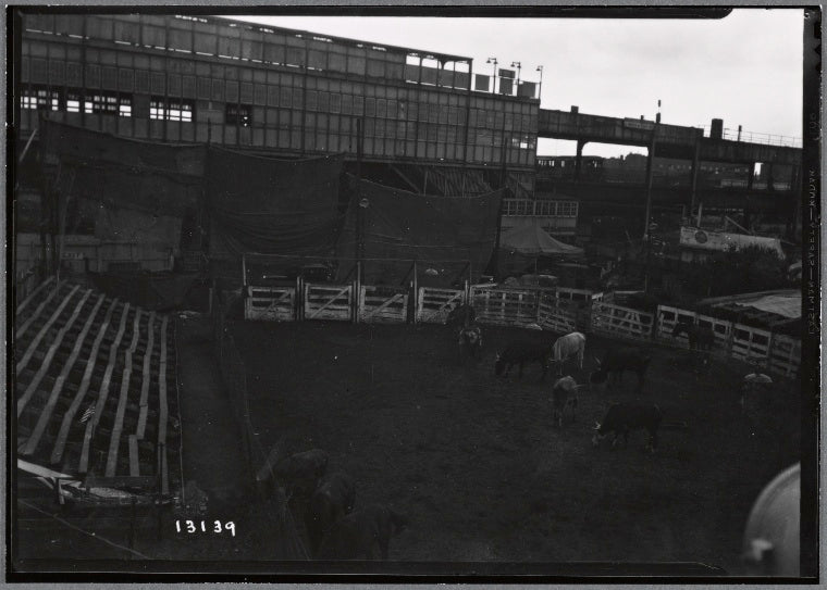 Elevated train station & pen holding cattle, Coney Island: Brooklyn