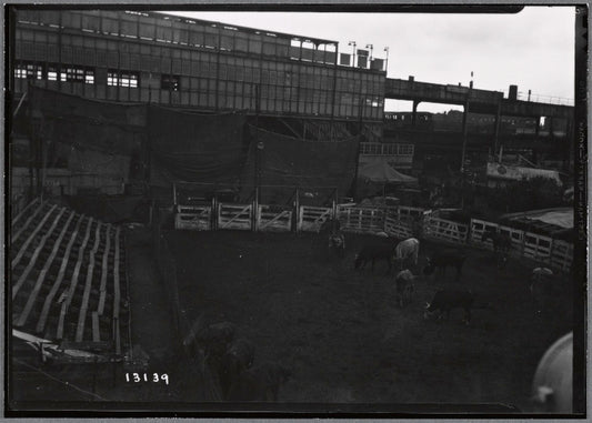Elevated train station & pen holding cattle, Coney Island: Brooklyn