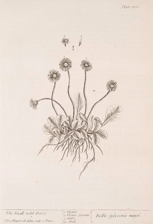 The small wild daisy.