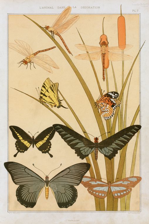 Papillons