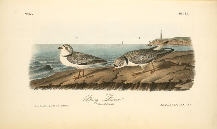 Piping Plover, 1. Male 2. Female