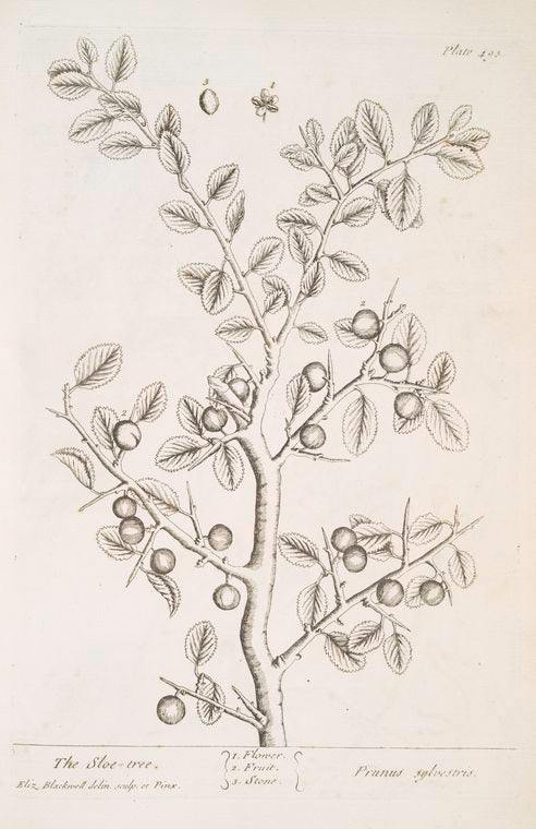 The sloe tree.