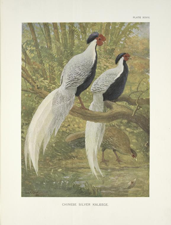 Chinese Silver Kaleege (Gennaeus nycthemerus).
