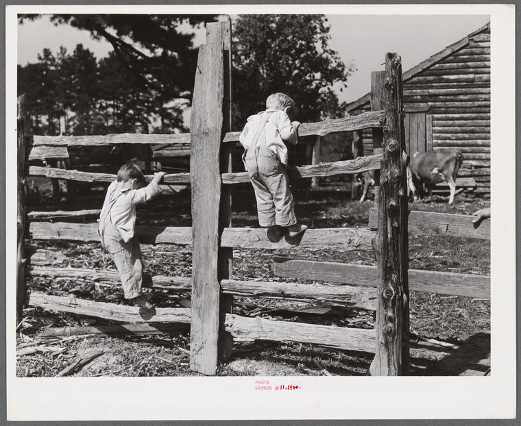 Family of FSA (Farm Security Administration) borrower watching their new bull calf purchased with FSA community cooperative service loan. Caswell County, North Carolina. Farm of Emery F. Farrar.
