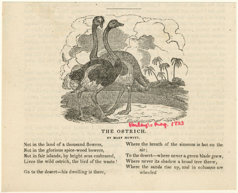 The ostrich