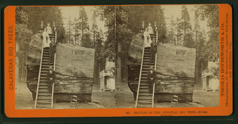 Section of the original Big Tree, 30 feet diameter.