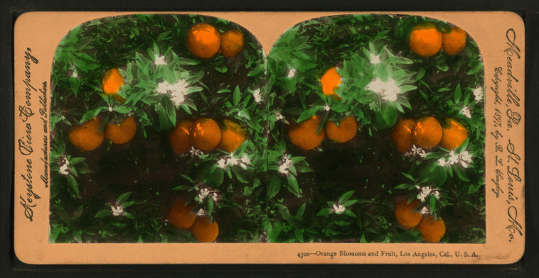 Orange Blossoms and Fruit, Los Angeles, Cal., U.S.A.