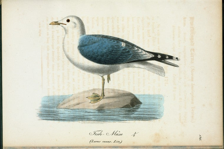 Fisl-måse. (Larus canus. lin.).