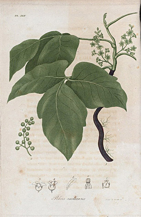 Rhus radicans. (Poison ivy).