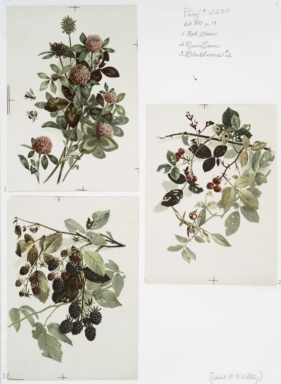 Red clover ; Rose leaves ; Blackberries #2 [botanical illustrations].