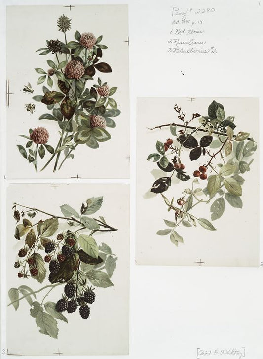 Red clover ; Rose leaves ; Blackberries #2 [botanical illustrations].