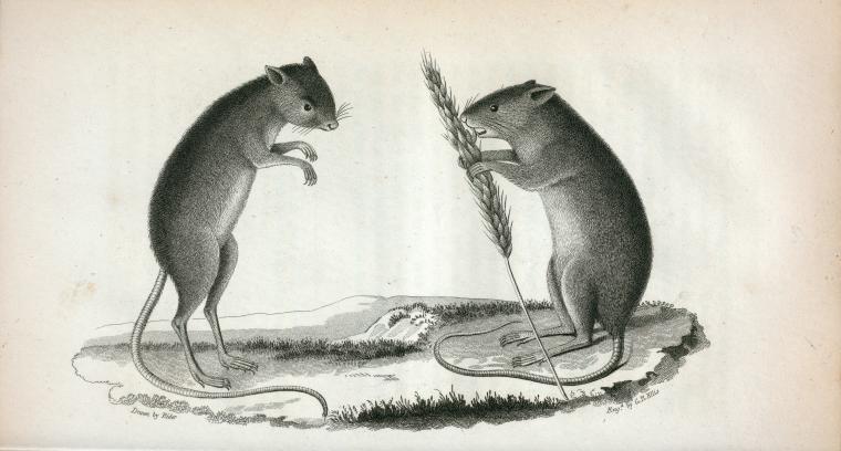 American Gerbillus.