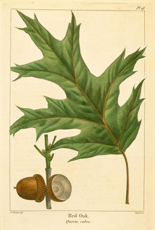 Red Oak (Quercus rubra).