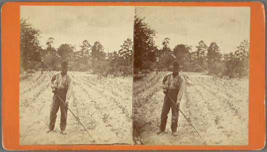 Hoeing Cotton