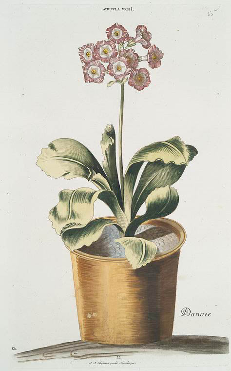 Avricvla vrsi I = Danaee. [Alpine auricula ; Bear's ears]