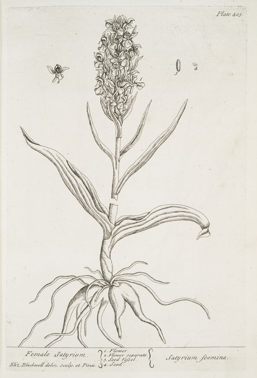 Female satyrium.