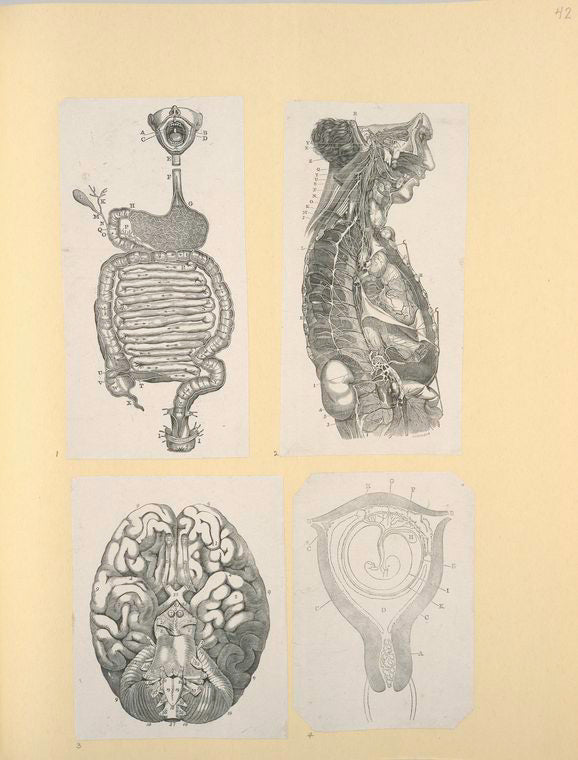 Illustrations of human anatomy.