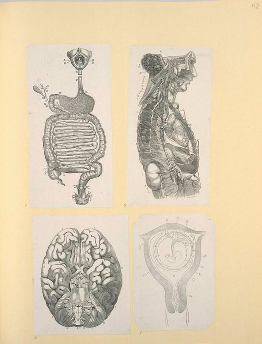 Illustrations of human anatomy.