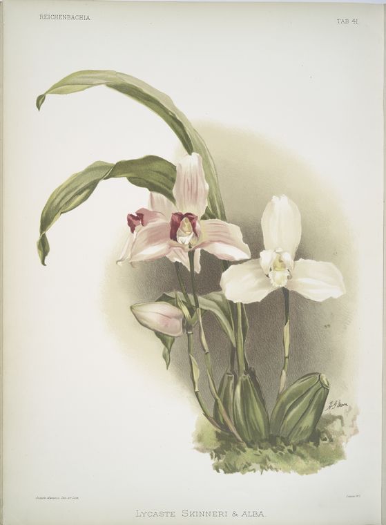 Lycaste skinneri & alba.