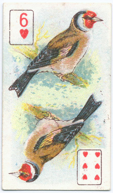 Birds of Brilliant Plummage.