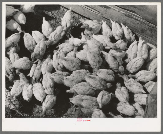 Chickens belonging to Mrs. Free, FSA (Farm Security Administration) rehabilitation borrower. Dead Ox Flat, Malheur County, Oregon