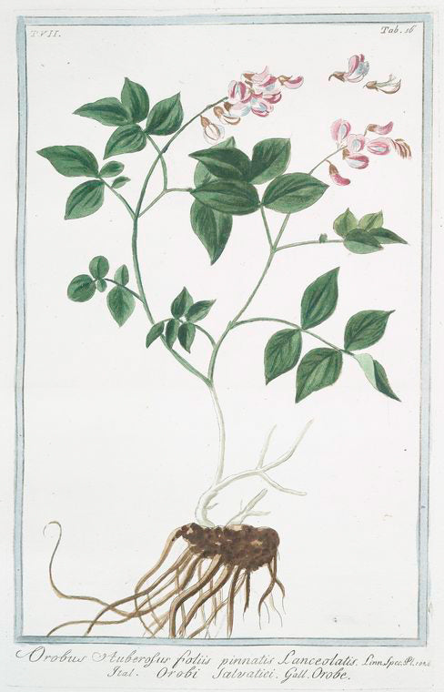 Orobus auberosus, foliis pinnatis lanceolatis = Orobi salvatici = Orobe.