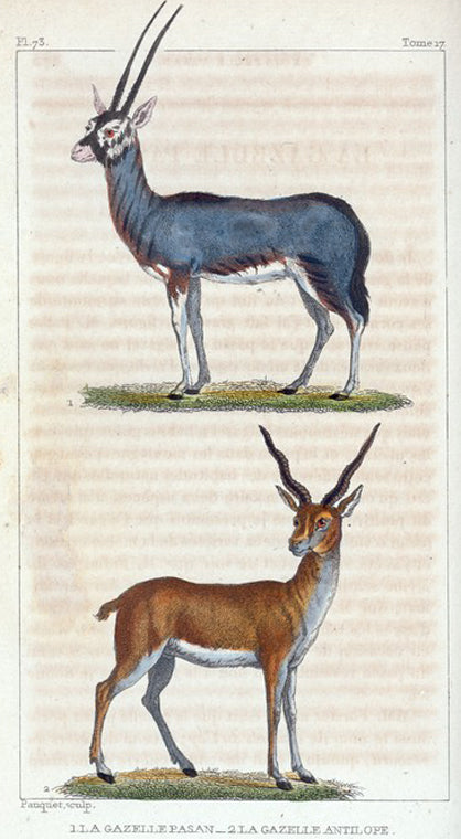 1. La Gazelle Pasan. 2. La Gazelle Antilope.