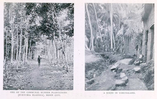 One of the communal rubber plantations (funtumia elastica), Benin city; A scene in Yorubaland
