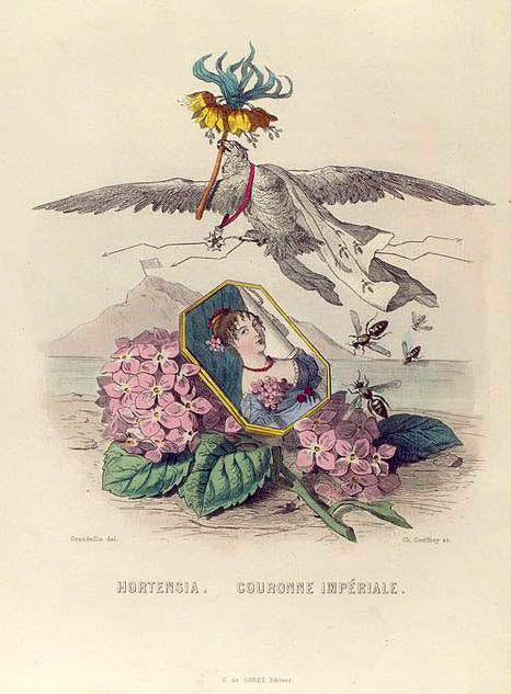 Hortensia. Couronne Impériale. [Hortensia and Crown Imperial]