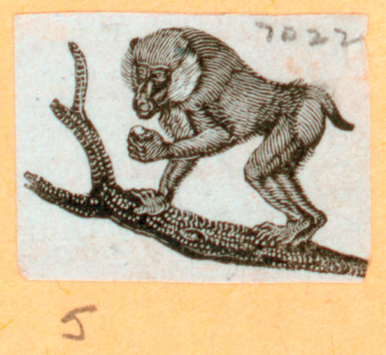 Monkeys and apes.