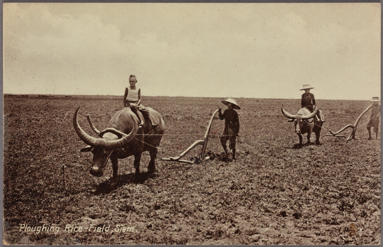 Ploughing rice-field, Siam.