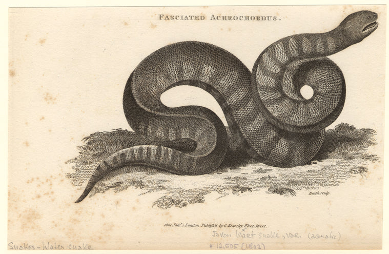 Fasciated achrochordus