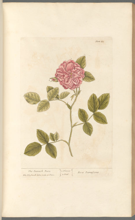 The damask rose