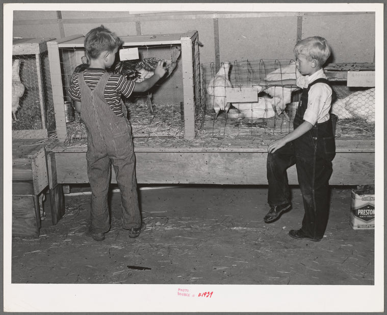 Children looking at poultry on display at 4-H fair. Sublette, Kansas