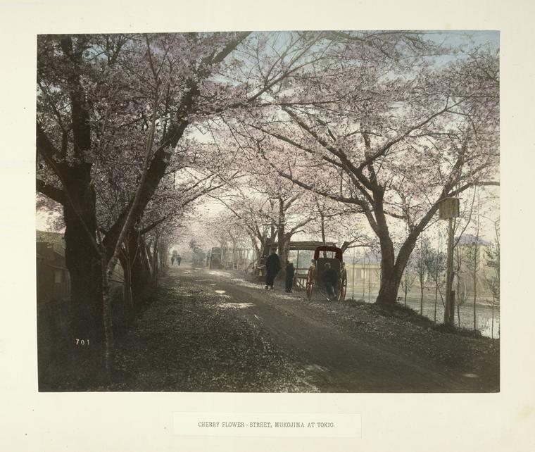 Cherry Flower-Street, at Mukojima, Tokio