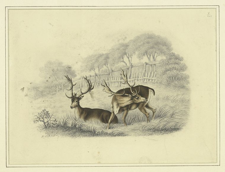 Two deer, near a running fence
