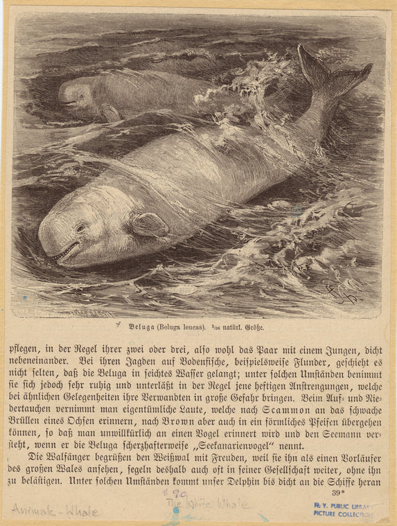 Beluga (Beluga leucas)