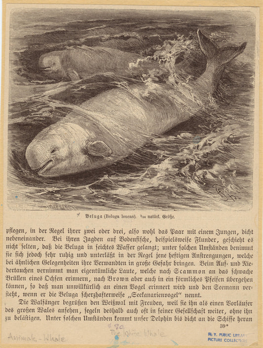 Beluga (Beluga leucas)