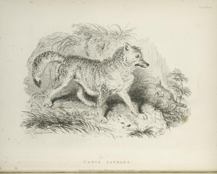 Canis latrans.