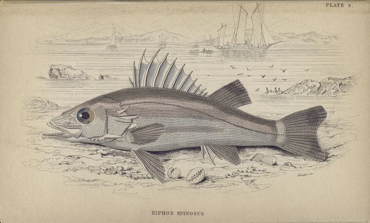 Niphon spinosus.