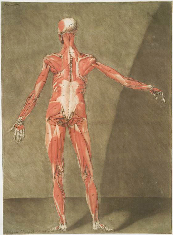 Cette planche représente les Muscles qui font situés immédiatement sous les précédens
