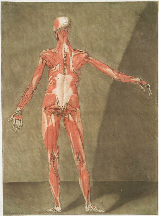 Cette planche représente les Muscles qui font situés immédiatement sous les précédens