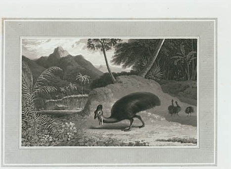 Cassowary.
