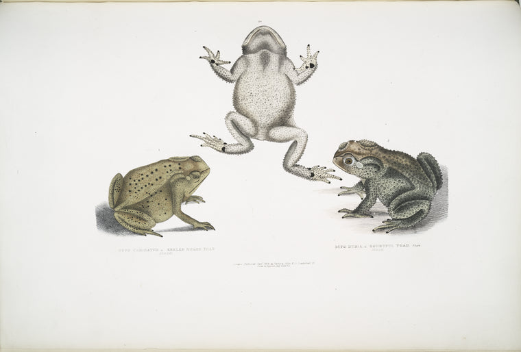 1. Keeled Nosed Toad, Bufo carinatus; 2, 2a. Doubtful Toad,  Bufo dubius. Bengal.