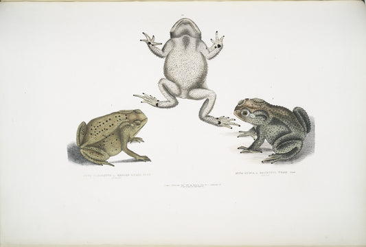 1. Keeled Nosed Toad, Bufo carinatus; 2, 2a. Doubtful Toad,  Bufo dubius. Bengal.