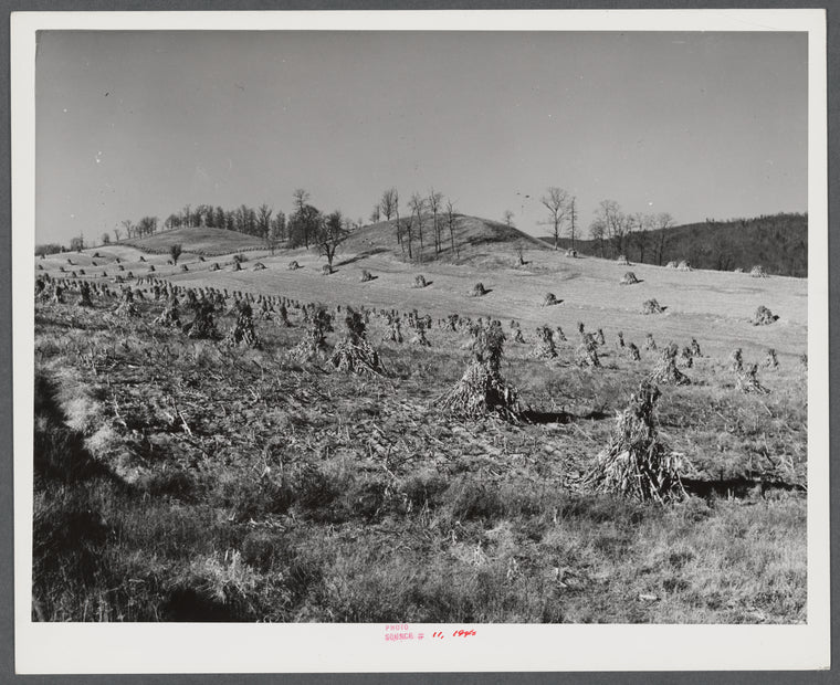 Corn shocks in field along highway near Wytheville, Virginia.